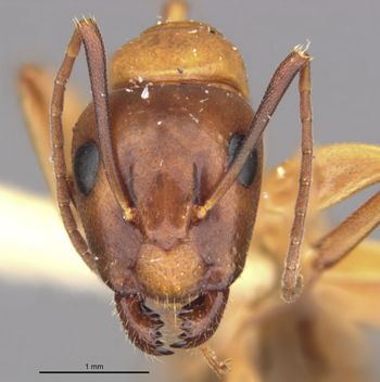 Media type: image;   Entomology 21459 Aspect: head frontal view